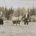 Alfred Viidanoja kuljettamassa lehmää mahdollisesti yhteislaitumelle